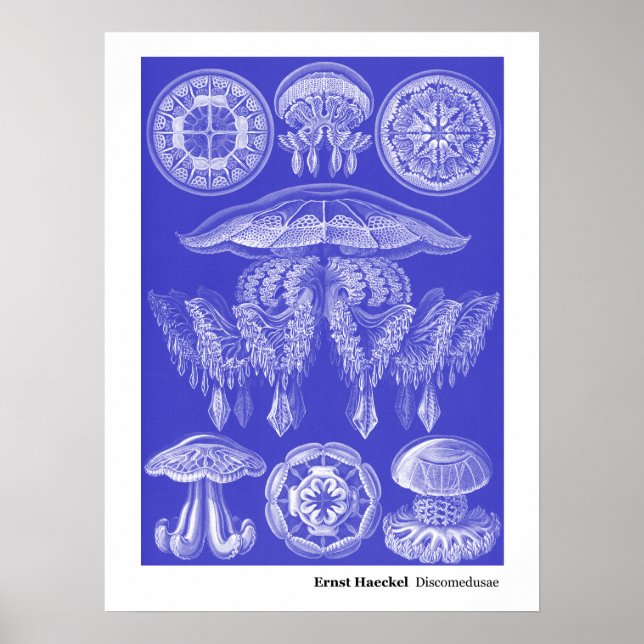 Ernst Haeckel Discomedusae III Poster (Framsidan)