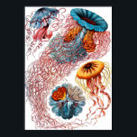 Ernst Haeckel Discomedusae Jellyfish Poster<br><div class="desc">Discomedusae är en taxonomisk grupp (underklass till Scyphozoa) av maneter. Ernst Heinrich Philipp August Haeckel var en tysk biolog, naturalist, filosof, läkare, professor, marinbiolog och konstnär som upptäckte, beskrev och namngav tusentals nya arter, kartlade ett genealogiskt träd som gäller alla livsformer och kodade många termer i biologi, däribland antropogeni, ekologi,...</div>