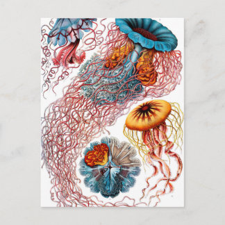 Ernst Haeckel Discomedusae Jellyfish Vykort