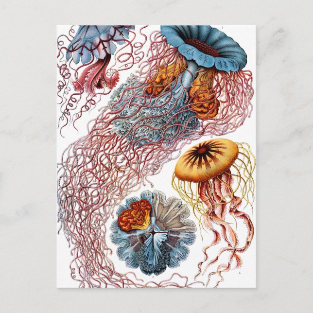 Ernst Haeckel Discomedusae Jellyfish Vykort (Framsida)