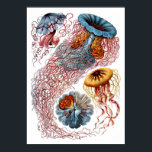 Ernst Haeckel Discomedusae Poster<br><div class="desc">Den åttonde plattan från Ernst Haeckels Kunstformen der Natur från 1904. Den här tryckningen innehåller olika gelévaror.</div>