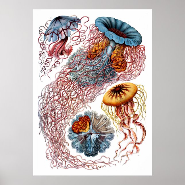 Ernst Haeckel Discomedusae Poster (Framsidan)