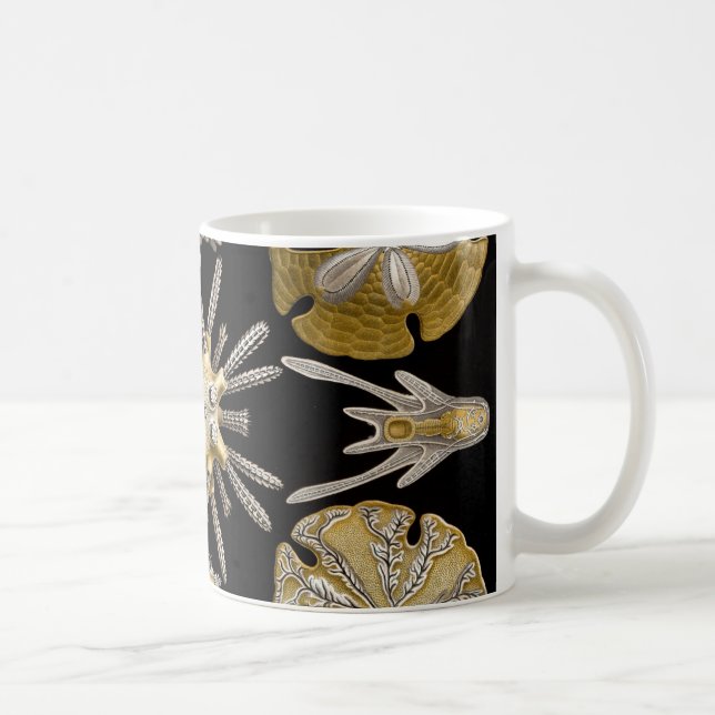 Ernst Haeckel Echinidea havsgatubarn Kaffemugg (Höger)