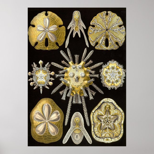 Ernst Haeckel - Echinidea Poster (Framsidan)