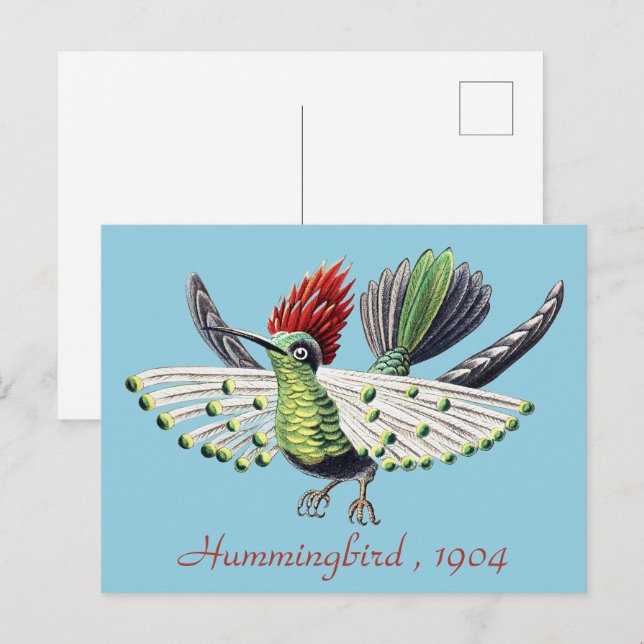 Ernst Haeckel Färgglad Kolibri Natur Konst Vykort (Fram/baksida)