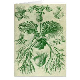 Ernst Haeckel - Filicinae Hälsningskort