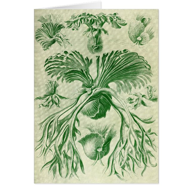 Ernst Haeckel - Filicinae Hälsningskort (Framsidan)