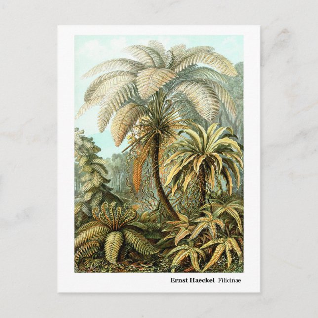 Ernst Haeckel Filicinae Vykort (Framsida)