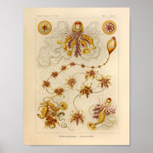 Ernst Haeckel för vintageSiphonophorae färg tryck
