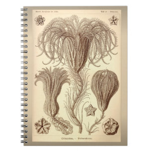 Ernst Haeckel- gammal Crinoid-illustration Anteckningsbok Med Spiral