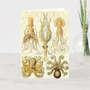 Ernst Haeckel - Gamochonia Kort
