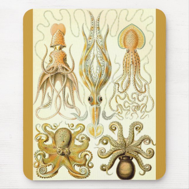 Ernst Haeckel - Gamochonia Musmatta (Framsidan)