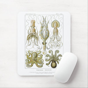 Ernst Haeckel Gamochonia Octopus & Squid Musmatta