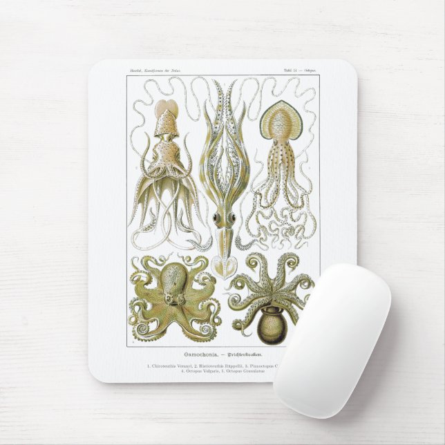 Ernst Haeckel Gamochonia Octopus & Squid Musmatta (Med mus)