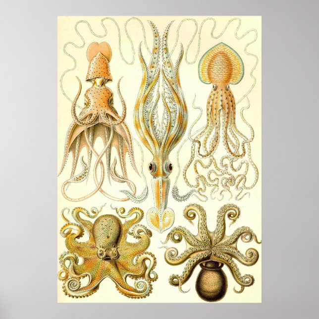 Ernst Haeckel - Gamochonia Poster (Framsidan)