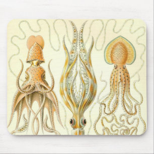 Ernst Haeckel - Gamochonia specificerar Musmatta