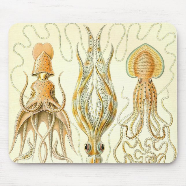 Ernst Haeckel - Gamochonia specificerar Musmatta (Framsidan)