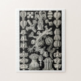 Ernst Haeckel Gorgonia Pussel