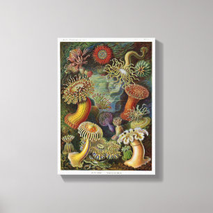 Ernst Haeckel havsanemoner Canvastryck
