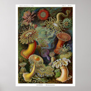 Ernst Haeckel havsanemoner Poster