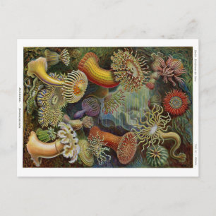 Ernst Haeckel Havsanemoner Vykort