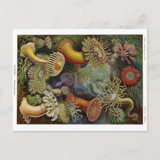 Ernst Haeckel Havsanemoner Vykort