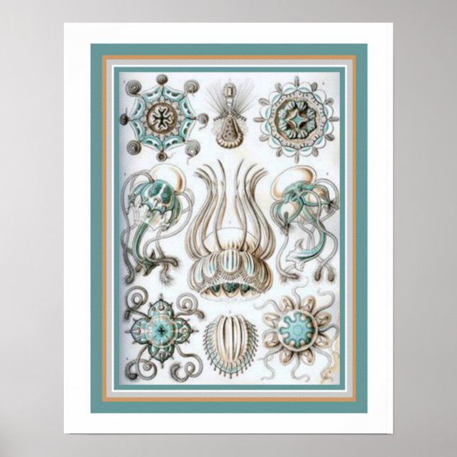 Ernst Haeckel " Helig Geometry" 16 x 20 Skriv ut Poster (Framsidan)