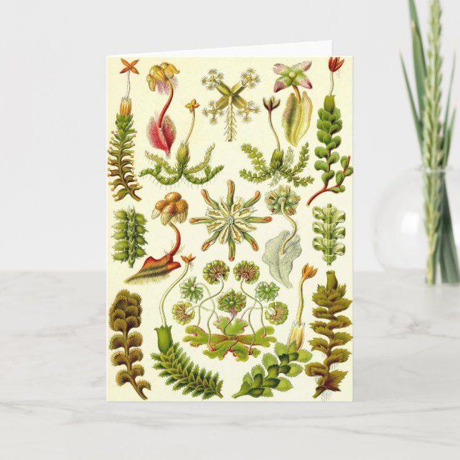 Ernst Haeckel - Hepaticae Kort (Framsida)