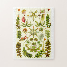 Ernst Haeckel Hepaticae Pussel