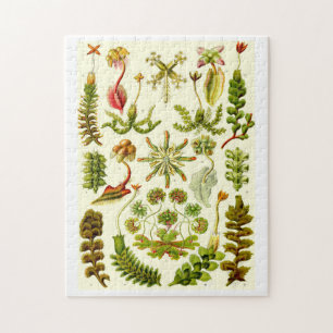Ernst Haeckel Hepaticae Pussel