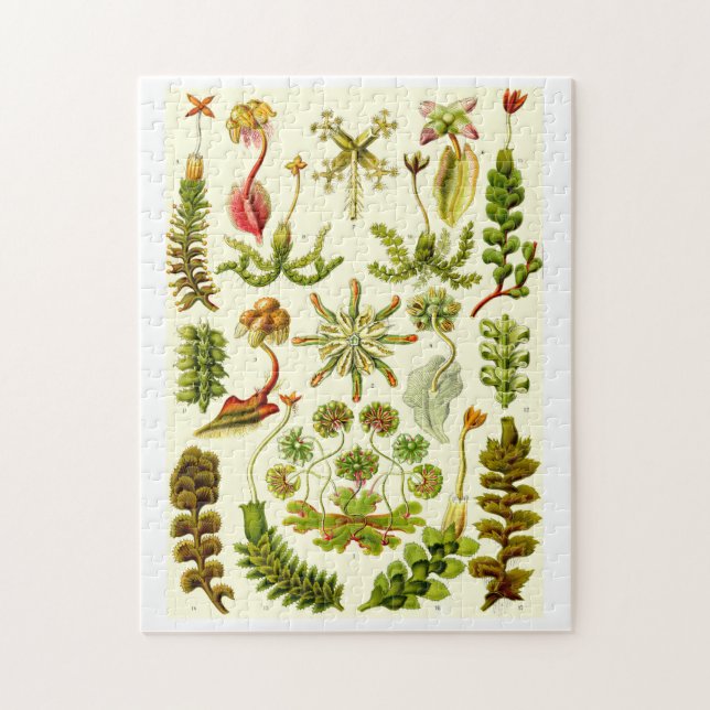 Ernst Haeckel Hepaticae Pussel (Vertikal)