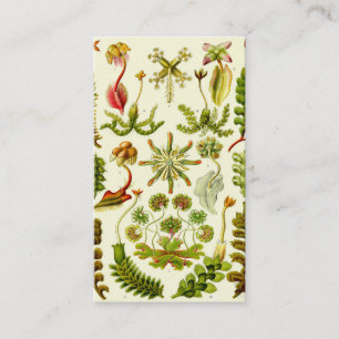 Ernst Haeckel Hepaticae Visitkort