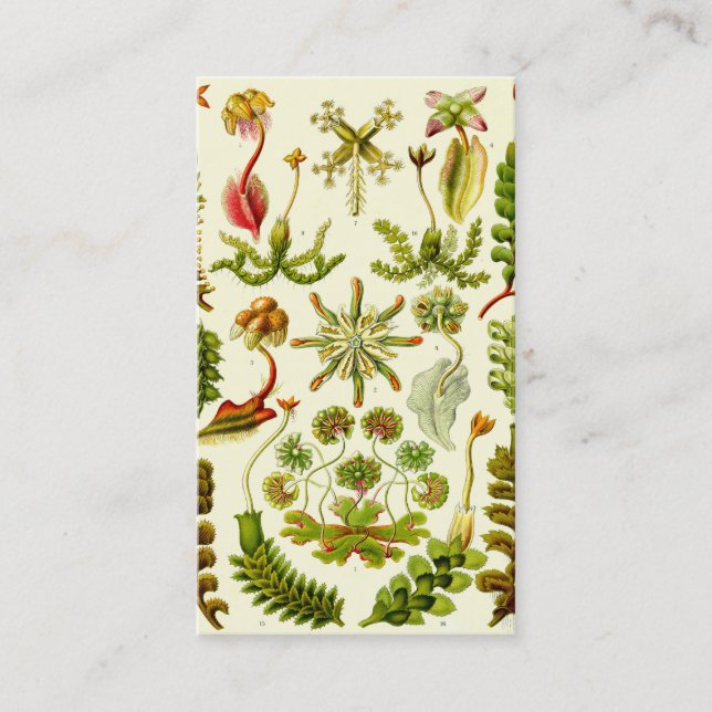 Ernst Haeckel Hepaticae Visitkort (Framsida)