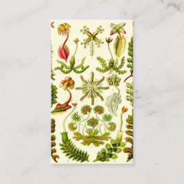 Ernst Haeckel Hepaticae Visitkort