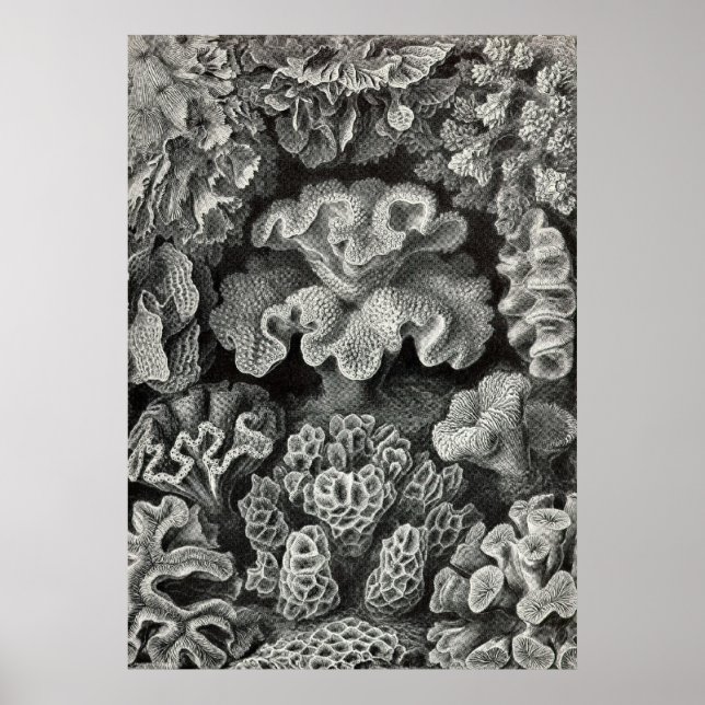 Ernst Haeckel - Hexacoralla2 Coral Poster (Framsidan)
