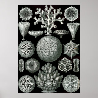 Ernst Haeckel Hexacorallia Coral Poster
