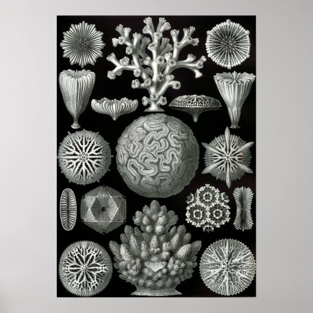 Ernst Haeckel Hexacorallia Coral Poster (Framsidan)