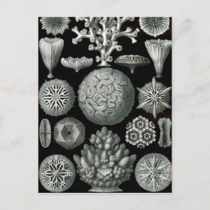 Ernst Haeckel Hexacorallia Coral Vykort