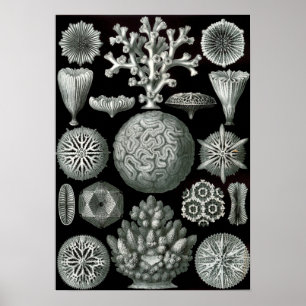 Ernst Haeckel Hexacorallia korall Poster