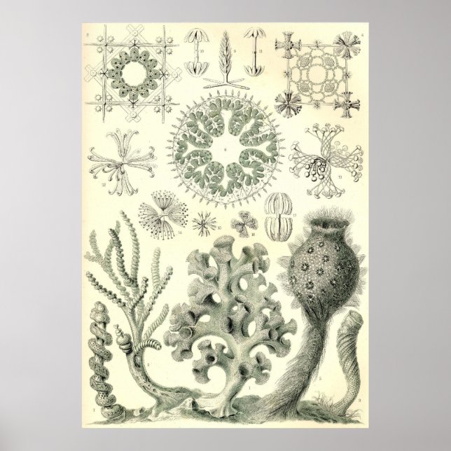 Ernst Haeckel - Hexactinellae Poster (Framsidan)