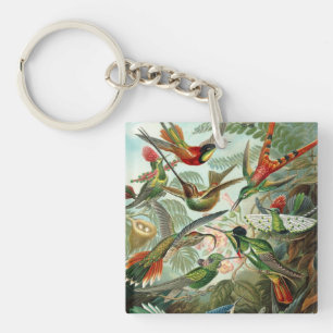 Ernst Haeckel Hummingbird - Art Forms of Nature