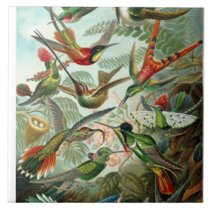 Ernst Haeckel Hummingbird - Art Forms of Nature Kakelplatta