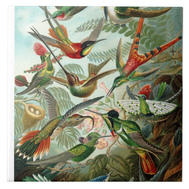 Ernst Haeckel Hummingbird - Art Forms of Nature Kakelplatta (Framsidan)