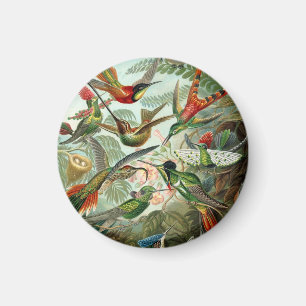 Ernst Haeckel Hummingbird - Art Forms of Nature Magnet