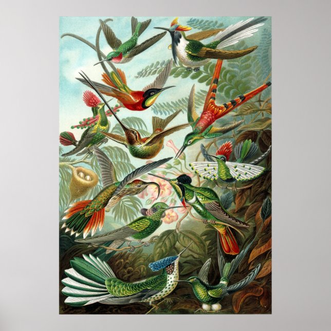 Ernst Haeckel Hummingbird - Art Forms of Nature Poster (Framsidan)