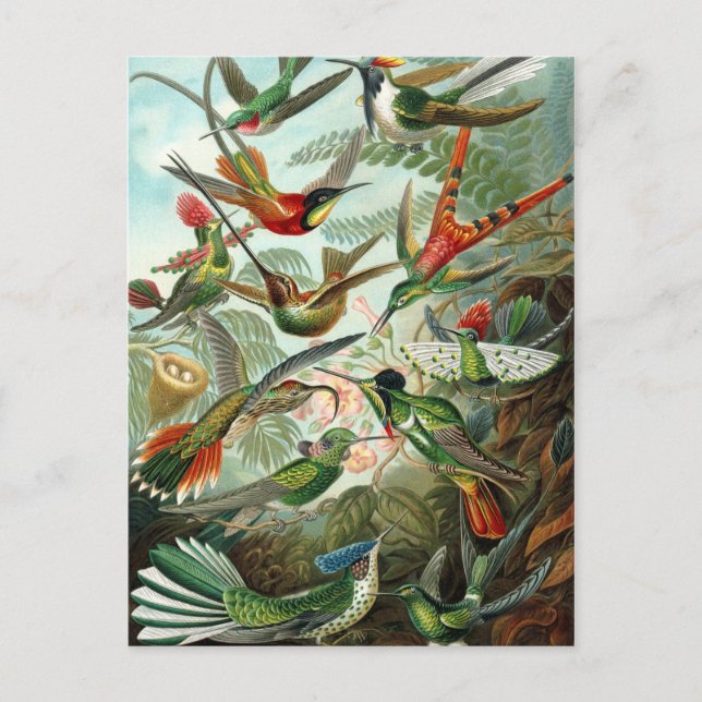 Ernst Haeckel Hummingbird - Art Forms of Nature Vykort (Framsida)