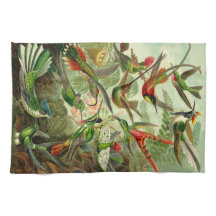 Ernst Haeckel Hummingbirdillustration