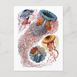 Ernst Haeckel Jellyfish D. annasethe Vykort