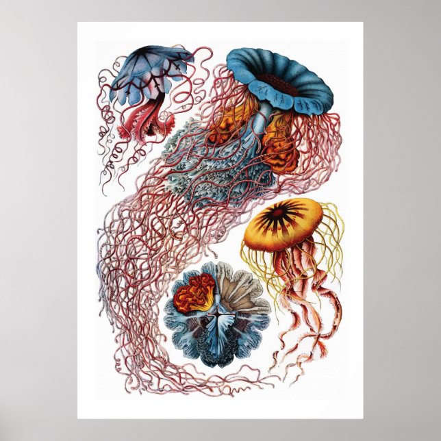 Ernst Haeckel Jellyfish Poster (Framsidan)