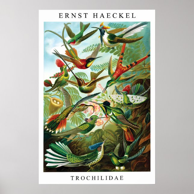 Ernst Haeckel Kolibri (Trochilida) Print Poster (Framsidan)